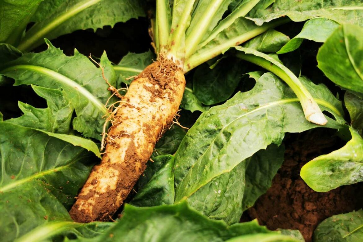 Evropski proizvođači povrća upozoravaju na nestašicu