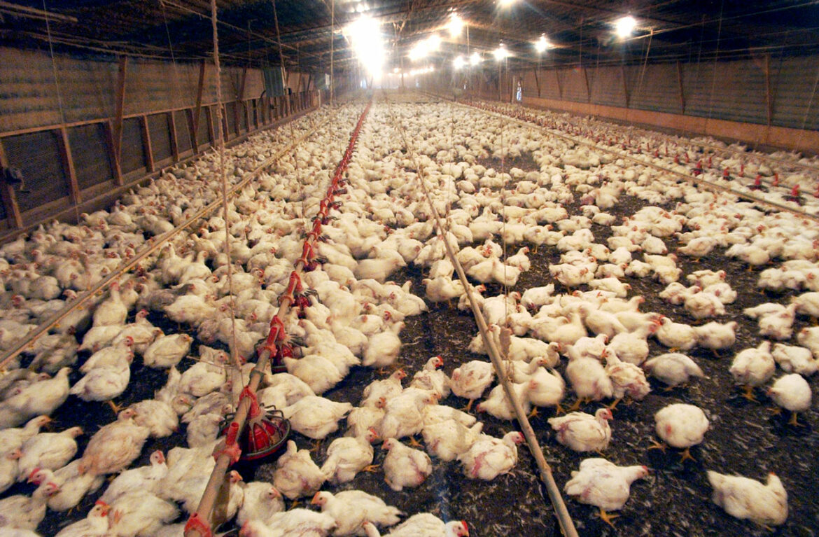 Zbog ptičijeg gripa ubijeno 3 miliona pilića