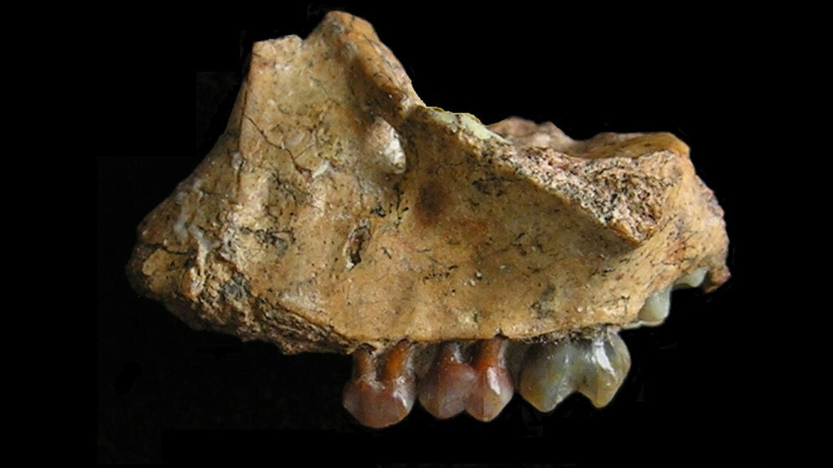 Goboni su naseljavali Aziju još pre 8 miliona godina