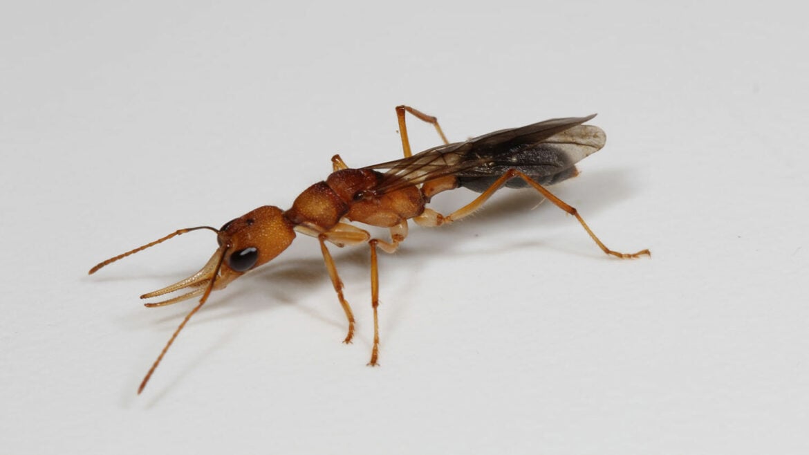 Pametan molekularni trik produžava živote kraljica mrava