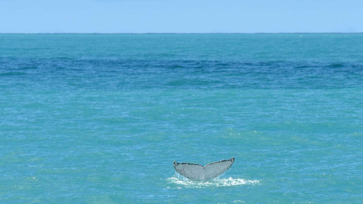 Novi Zeland: Pet osoba nastradalo u „napadu kitova“