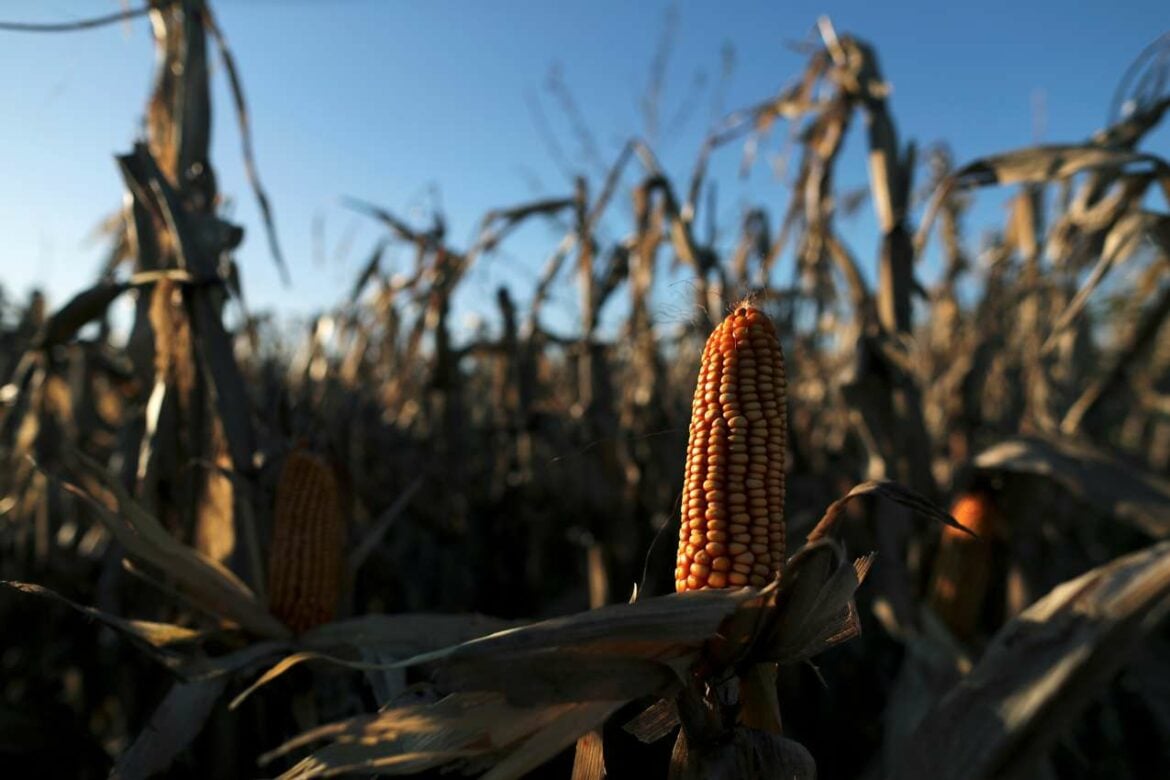 Meksiko i SAD krenule u spor oko GM kukuruza