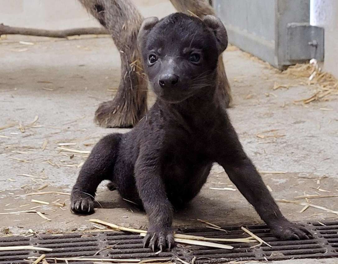 Beba hijena rođena u zoološkom vrtu u SAD