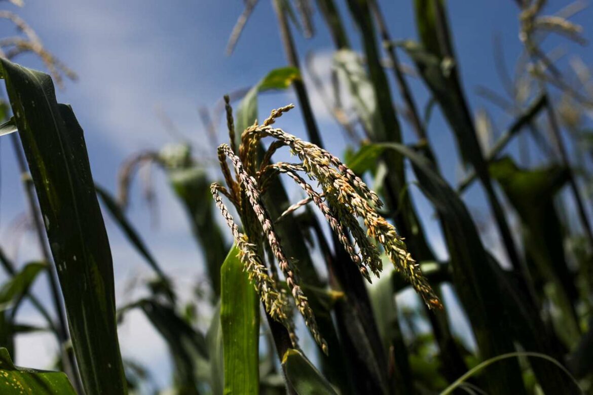Meksiko i SAD daleko od sporazuma o uvozu kukuruza