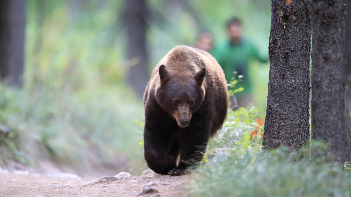 Čovek iz Kolorada preživeo napad medveda