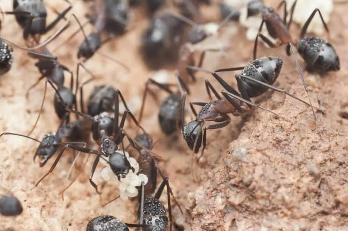 Francuska: Otkrivena invazivna vrsta mrava iz Južne Amerike