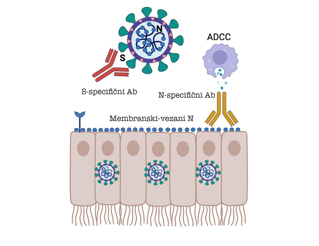 Nova terapija monoklonskim antitelima za SARS-CoV-2