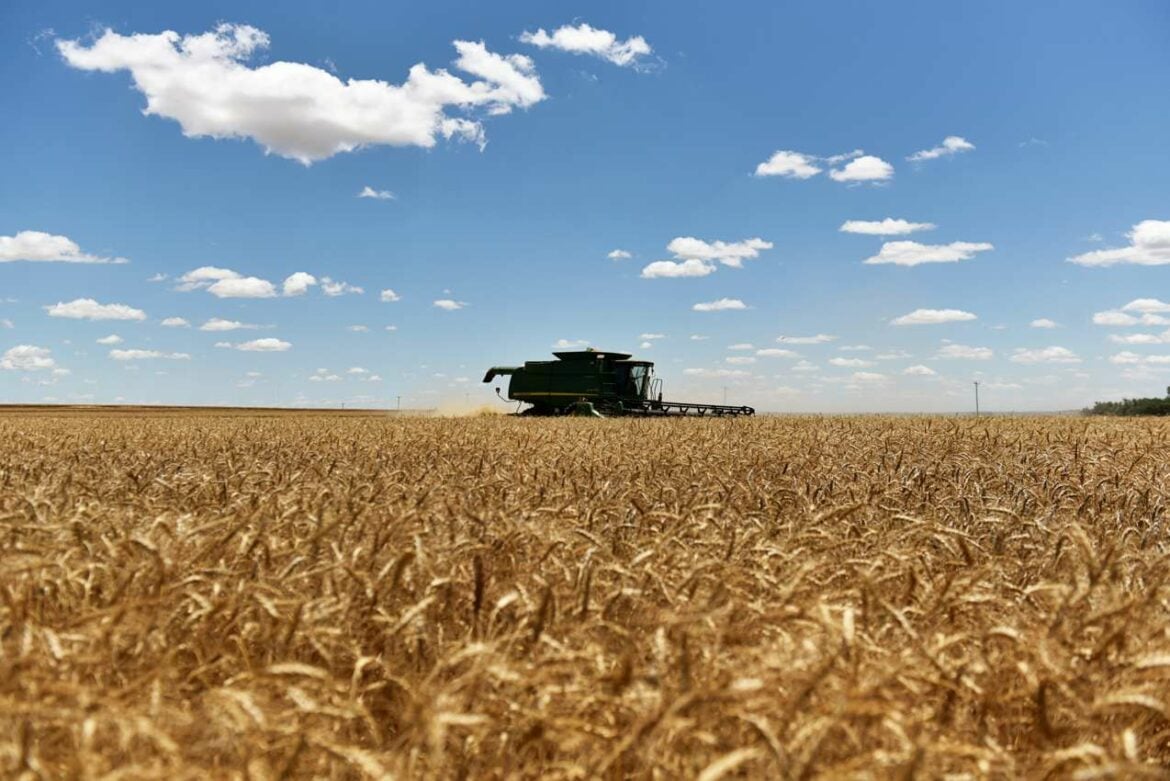 Pšenica požnjevena, još se ne zna otkupna cena