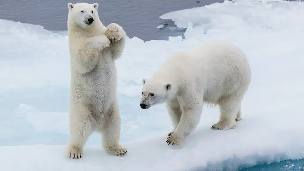 Kretanje polarnih medveda po snegu