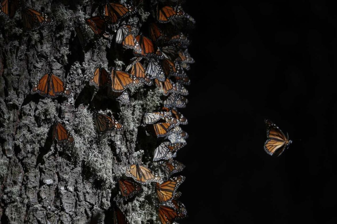 Leptiri monarh se vraćaju u Meksiko posle godišnje seobe