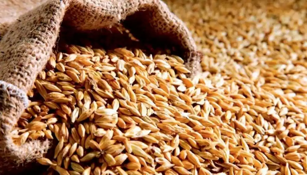 Novosadska berza: Cena pšenice 27, 3 dinara po kilogramu, a kukuruza 27 dinara