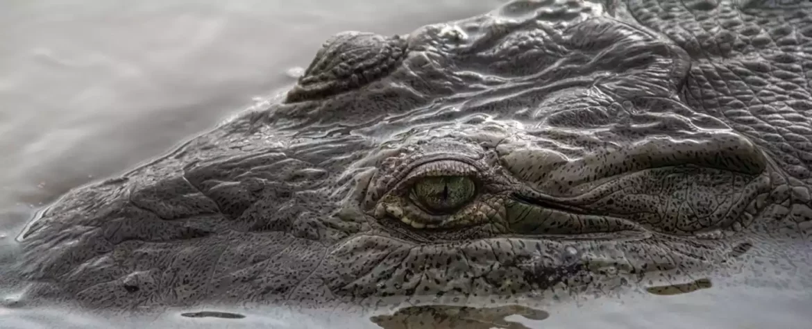 Krokodili bi nas mogli spasiti od smrtonosnih infekcija