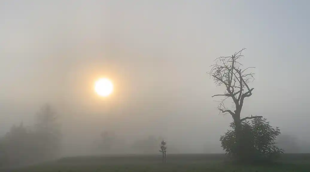 U jutarnjim satima magla, popodne razvedravanje, temperatura do 20 stepeni