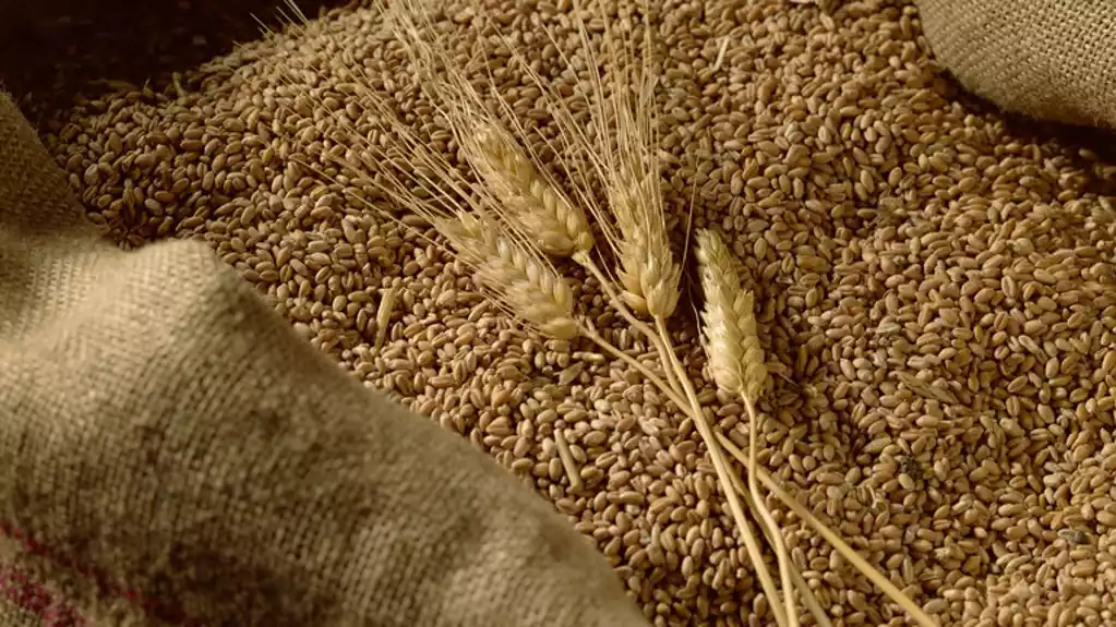 Ruska pšenica osvaja Egipat