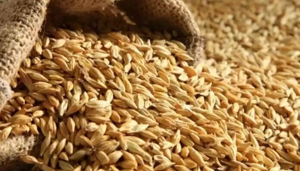 Novosadska berza: Cena pšenice 23,5 dinara, kukuruza 22,67 dinara