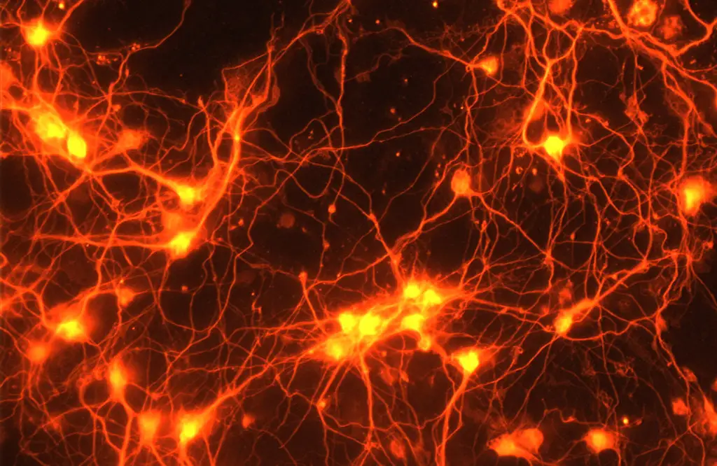 Otkriveni ključni neurone koji održavaju telesnu temperaturu kod sisara