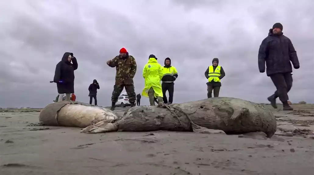 Na kaspijskoj obali Rusije pronađeno 2.500 mrtvih foka