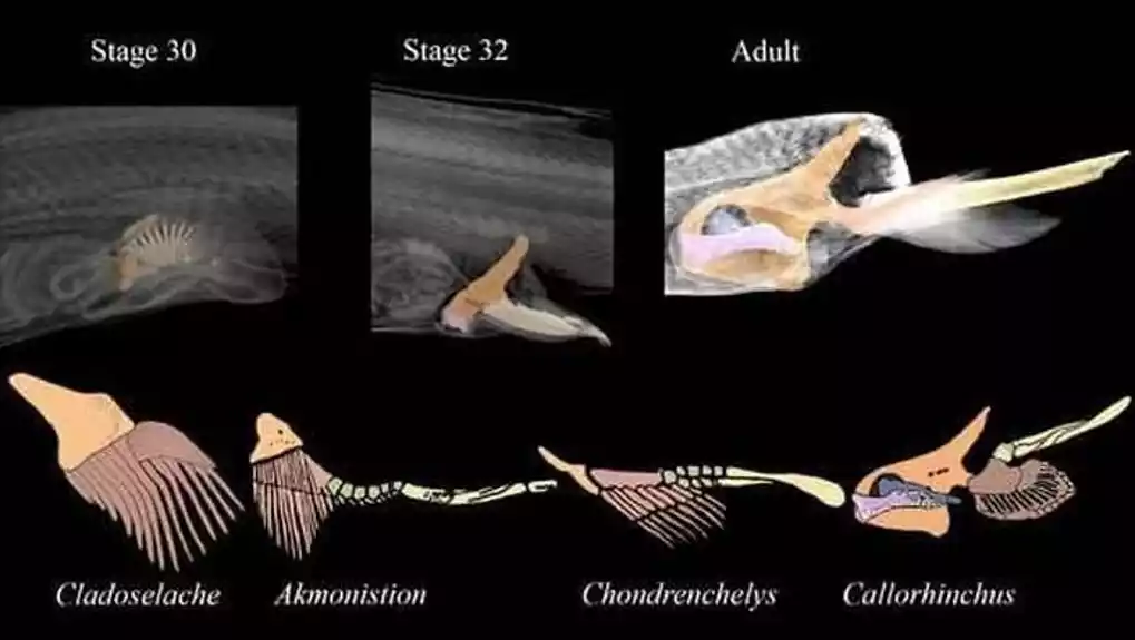 3D snimanje embriona ajkula otkriva evoluciju karličnih peraja