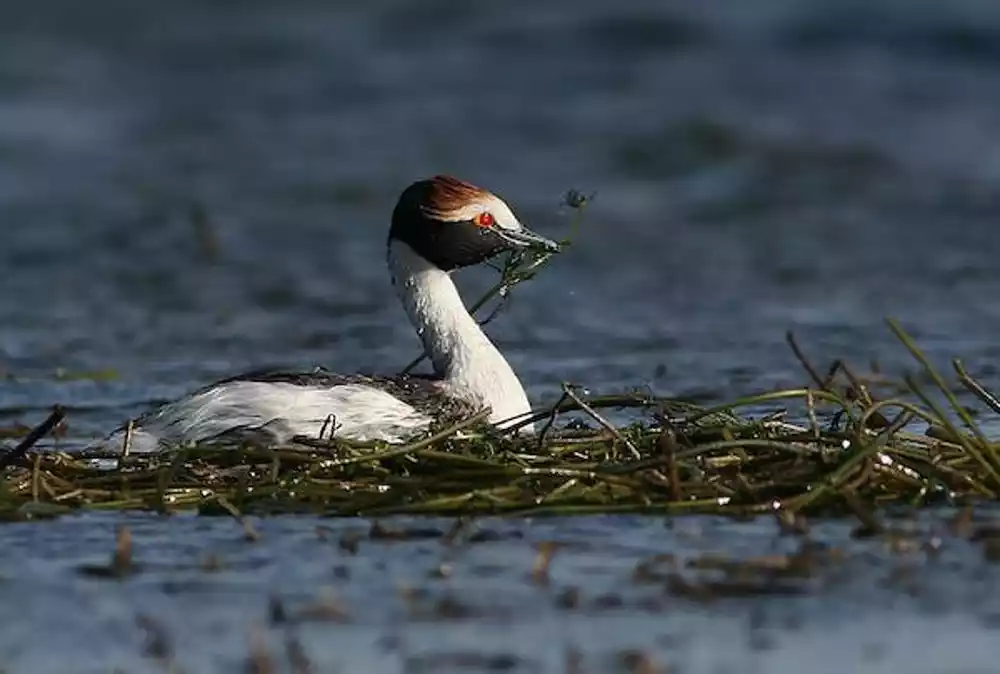 Biodiverzitet: Kako pomoći zemljama da ispune obaveze prema prirodi