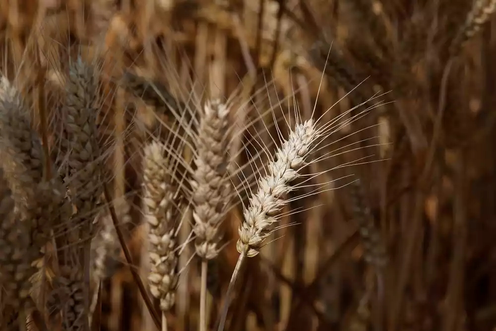 Novosadska berza: Cena pšenice pala