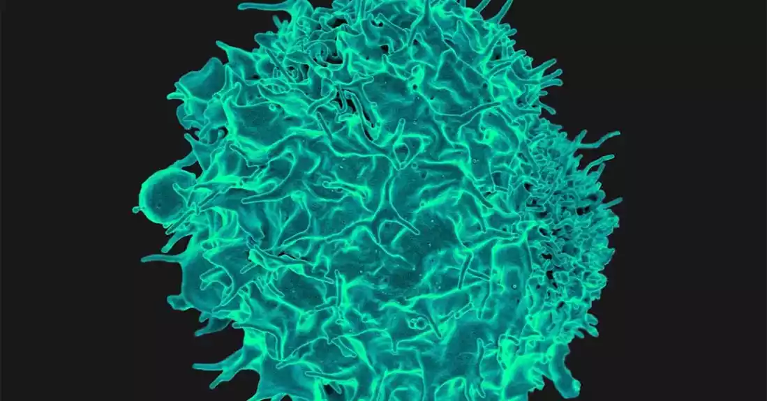 Nova studija dovodi u pitanje naše razumevanje imunog sistema