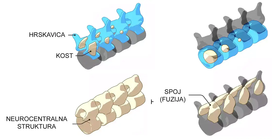 Kičmeni stub se kod savremenih životinja razvija na isti način kao i pre 300 miliona godina