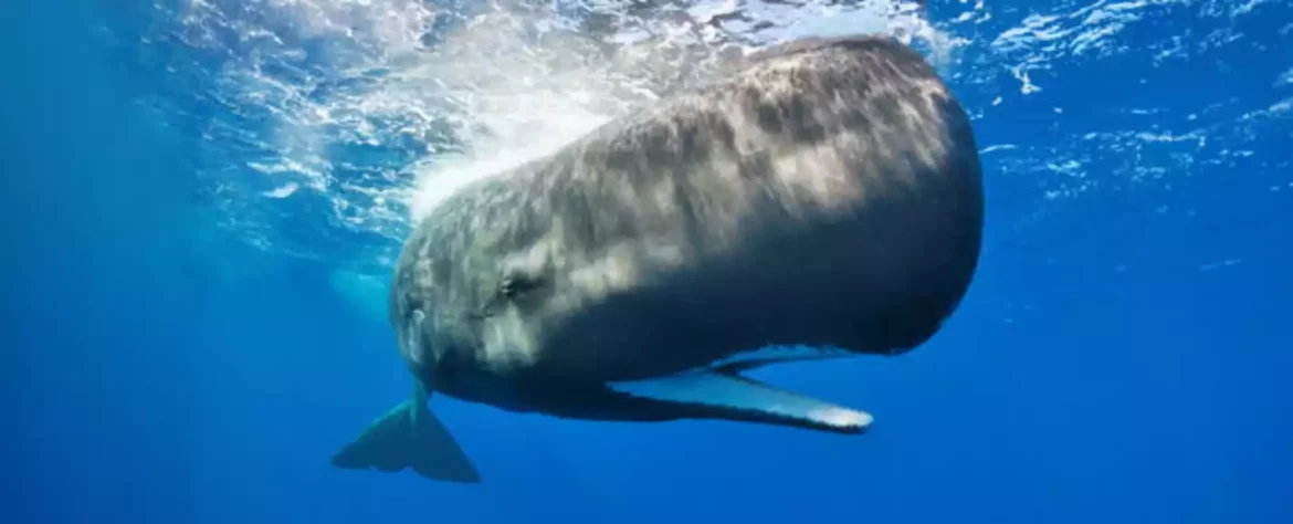 Kitovi nam mogu pomoći u borbi protiv klimatskih promena