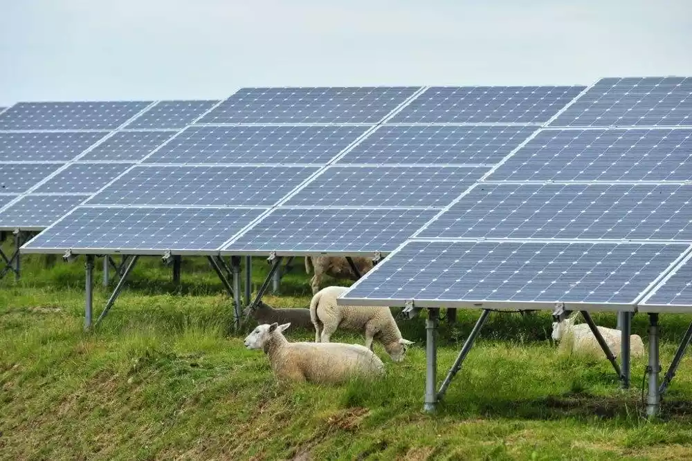 Nova tehnologija omogućava koegzistiranje solarnih panela i poljoprivrede