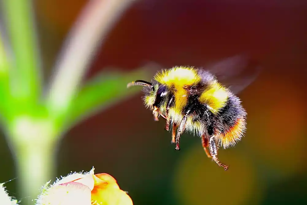 Izduvni gasovi dizela štete insektima