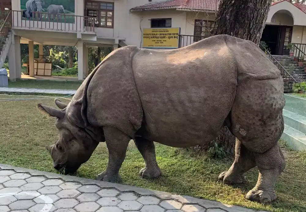 Očuvanje nosoroga u Nepalu stvara teret za zajednice
