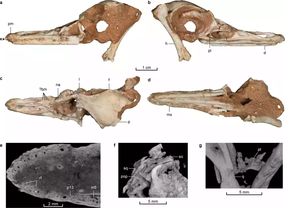 Otkriven novi zubasti roneći dinosaurus