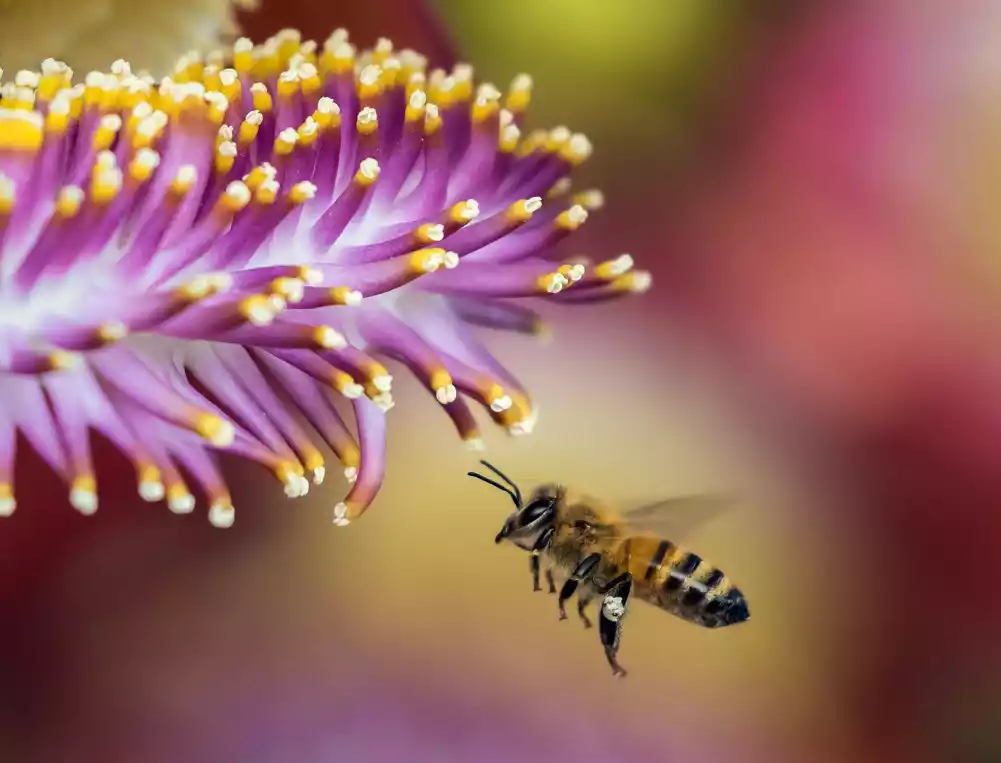 Gubitak pčelinjeg društva u SAD povezan sa grinjama, ekstremnim vremenskim prilikama, pesticidima