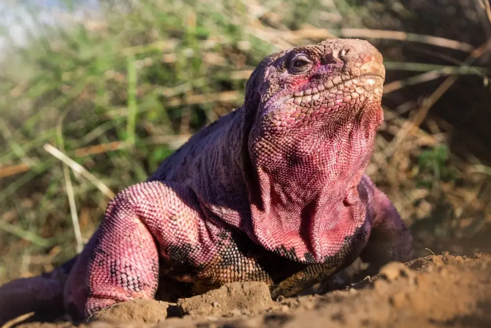 Ugroženi mladunci ružičaste iguane prvi put viđeni na Galapagosu