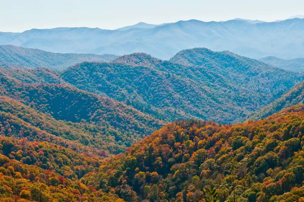 Raznolikost ptica se povećala u teško spaljenim šumama južnih Apalačkih planina