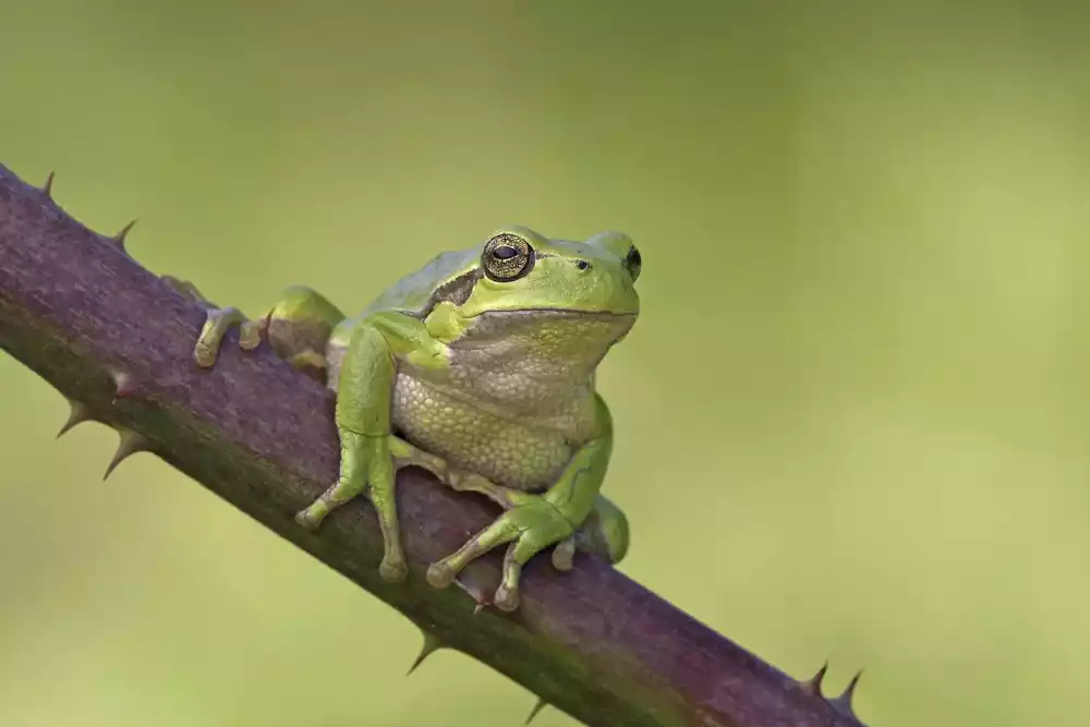 Klimatske promene su glavni pokretač opadanja vodozemaca