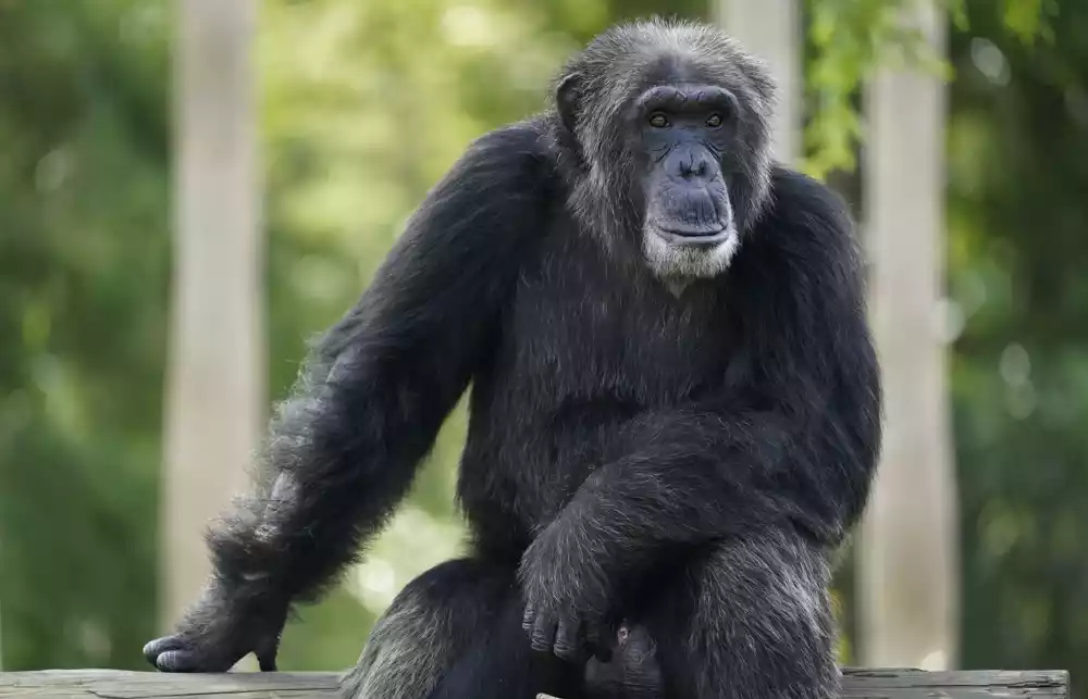 U zoo-vrtu u Švedskoj ubijene četiri šimpanze, jedna od njih bila slikar