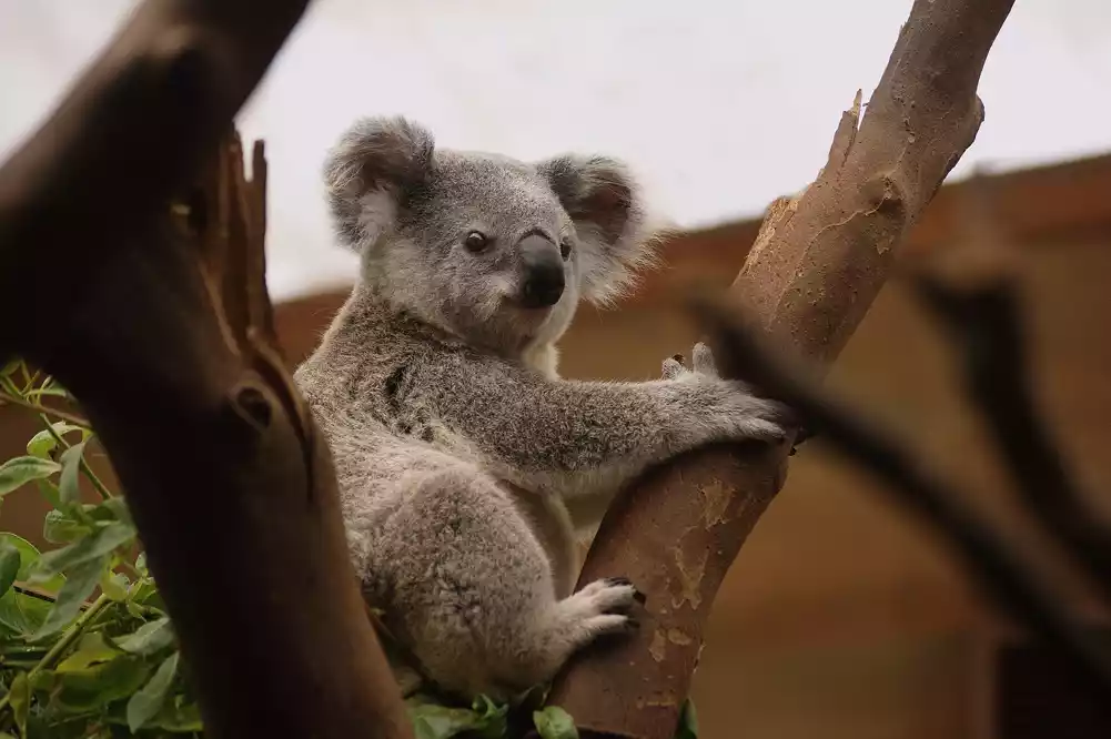 Skoro polovina staništa koala biće pod velikom pretnjom od požara do 2070