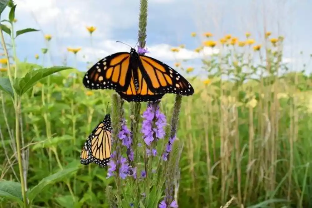 Raste broj Monarh leptira koji zimuju u Kaliforniji