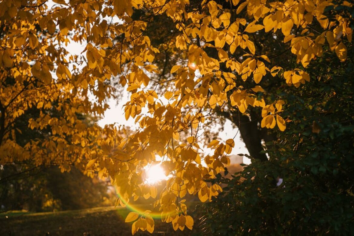 Sutra pretežno sunčano, temperatura do 15 stepeni