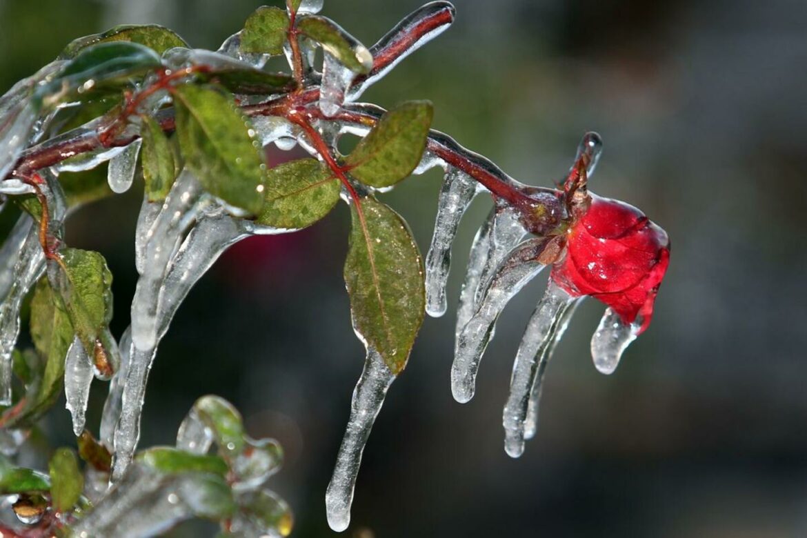 Danas hladno sa jutarnjim mrazem, preko dana sunčano – temperatura do 6 stepeni