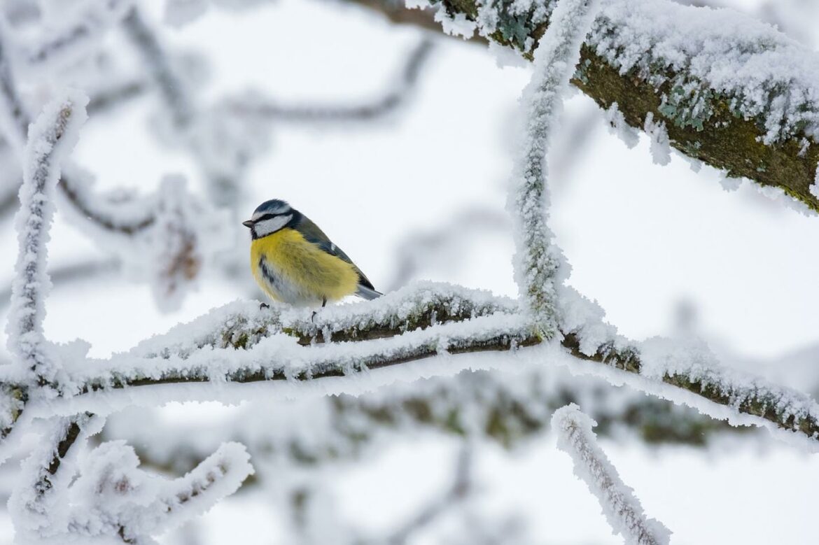 Ujutru mraz, preko dana oblačno i suvo – temperatura do 9 stepeni