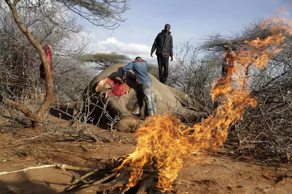 Zvaničnici govore o biodiverzitetu dok suša ubija divlje životinje Kenije