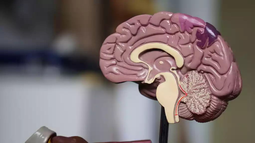 3D modeli pokazuju moždane mehanizme Turetovog sindroma