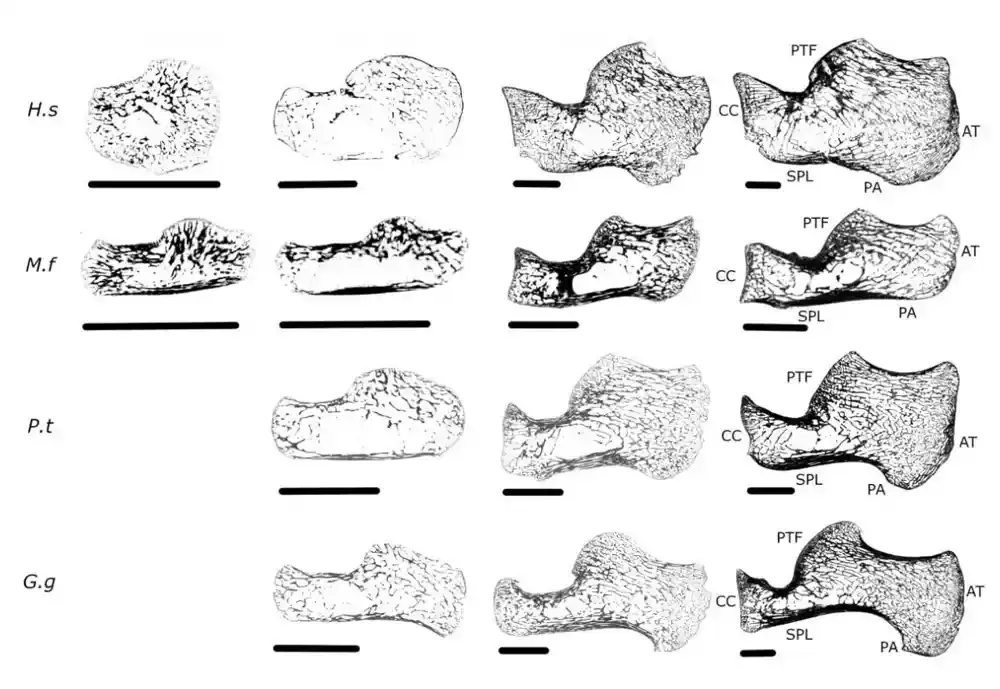 Alat za merenje stvara nove mogućnosti za razumevanje ljudske evolucije