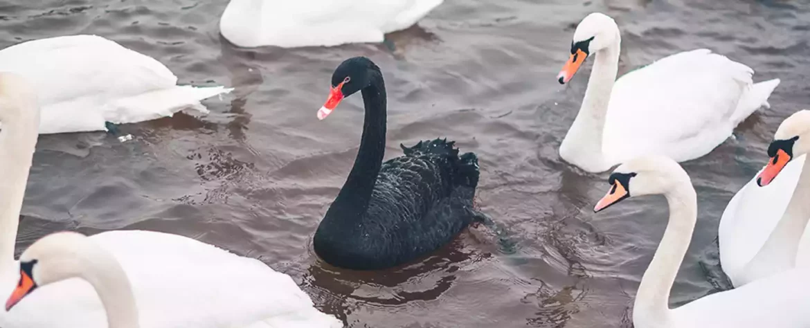 Crni labudovi mogu biti potpuno uništeni jednim virusom