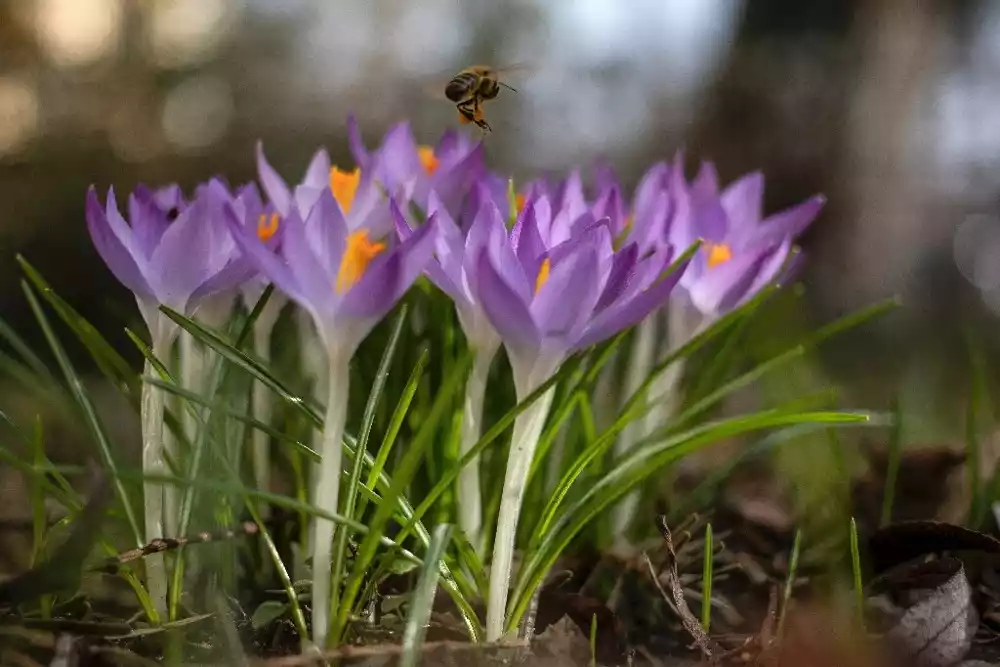 EU traži više pomoći za zaustavljanje smanjenja populacije pčela