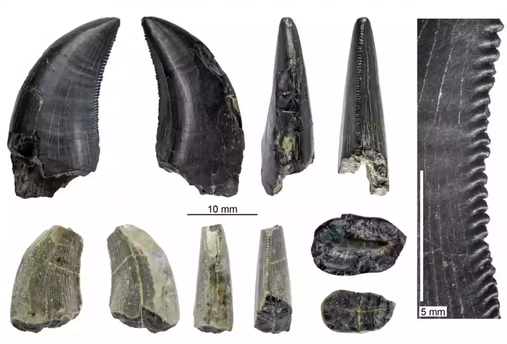 Fosili otkrivaju praistorijske patagonske dinosauruse