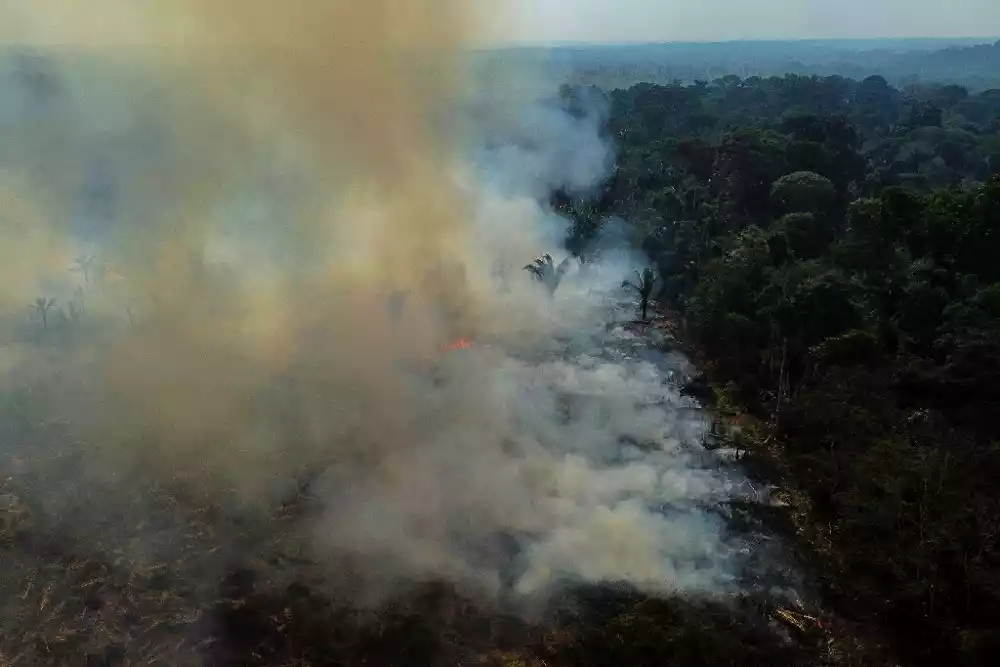 Krčenje šuma u Amazonu poraslo je za 150%