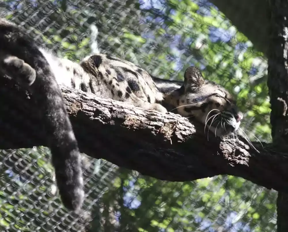 Nakon bekstva leoparda iz zoološkog vrta u Dalasu, pronađeno oštećenje u staništu majmuna