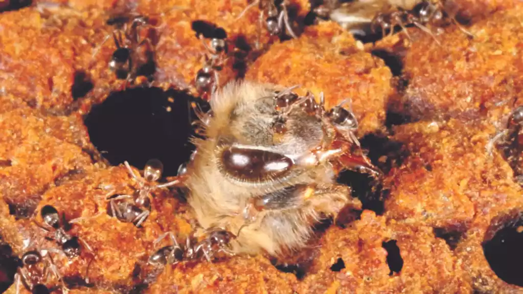 Napadi mrava uništavaju pčelinje kolonije, kaže studija